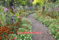 Easy Garden Plants