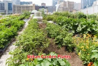 Urban Garden Plants