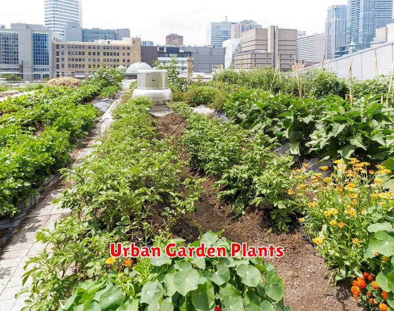 Urban Garden Plants